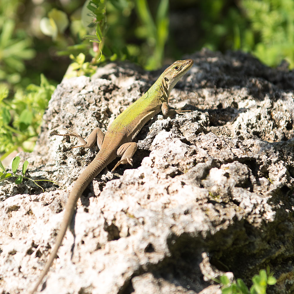 Lizard living in Noto Antica