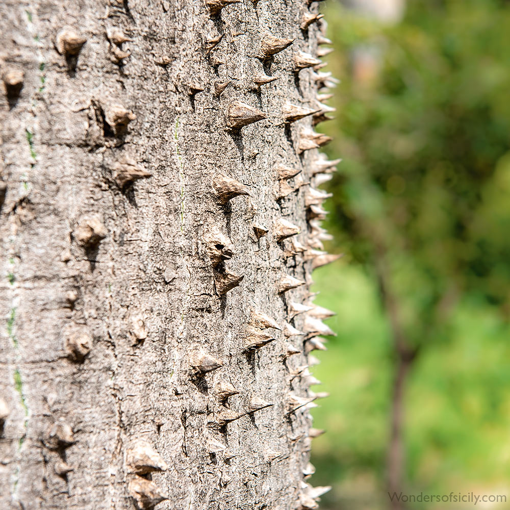 A tree with nasty spikes. Orto botanico, Palermo