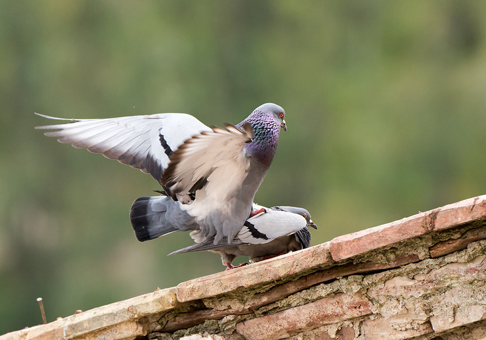 pigeons mating in sicily: Caccamo