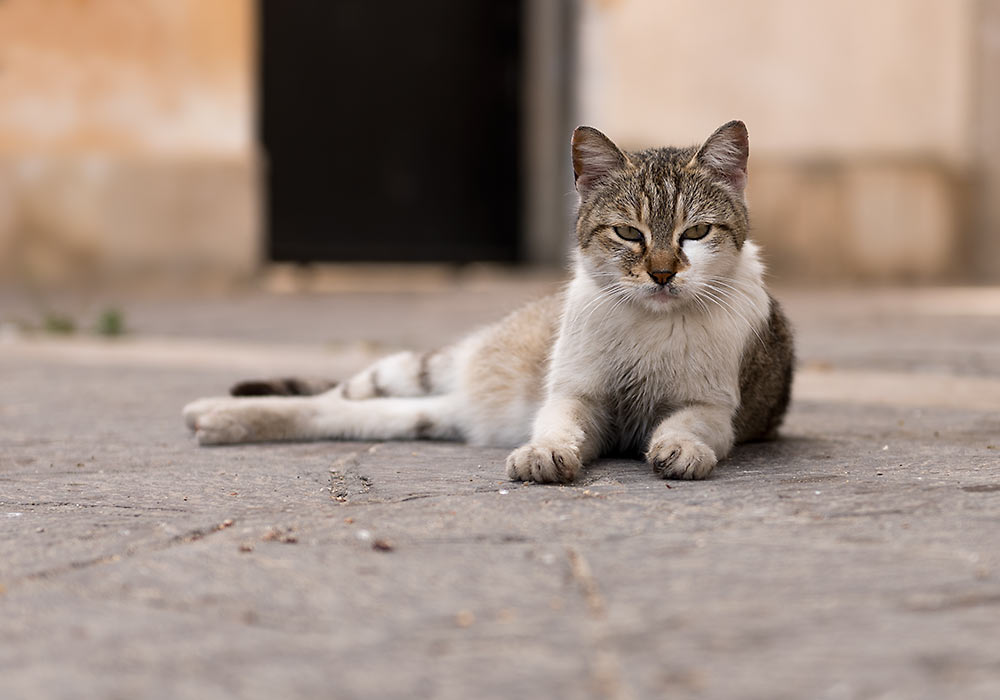 Cat, Agrigento, Sicily
