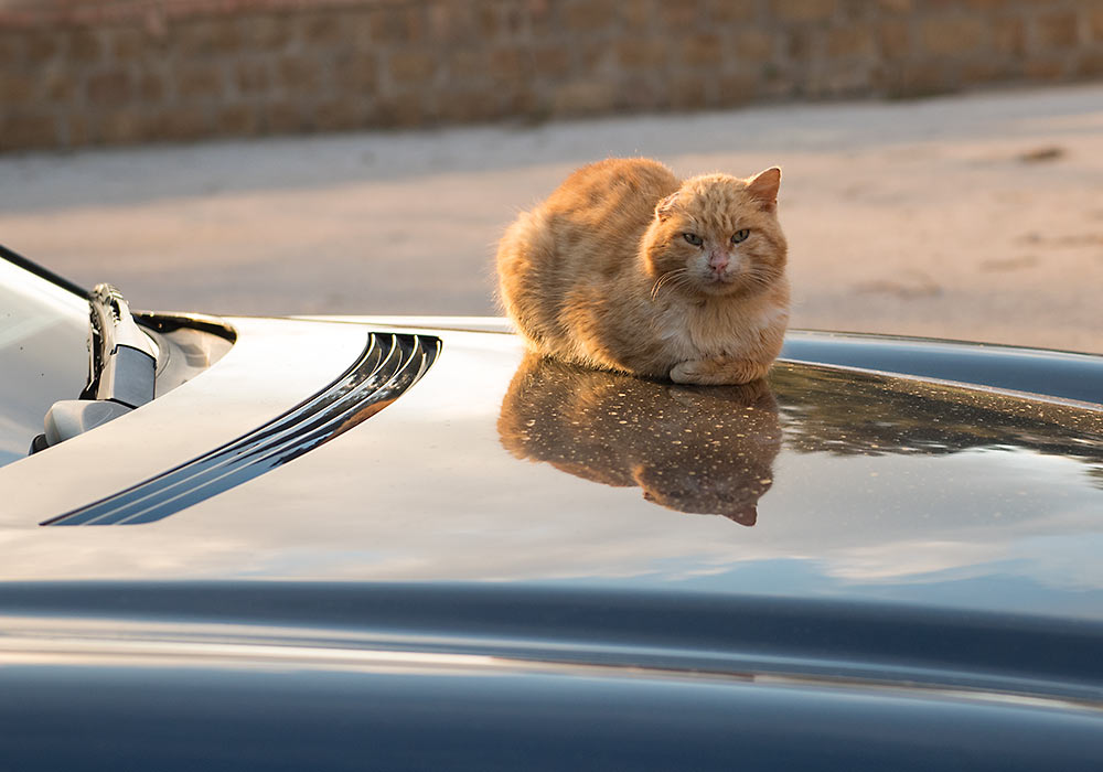 Cat on car in Gibilmanna