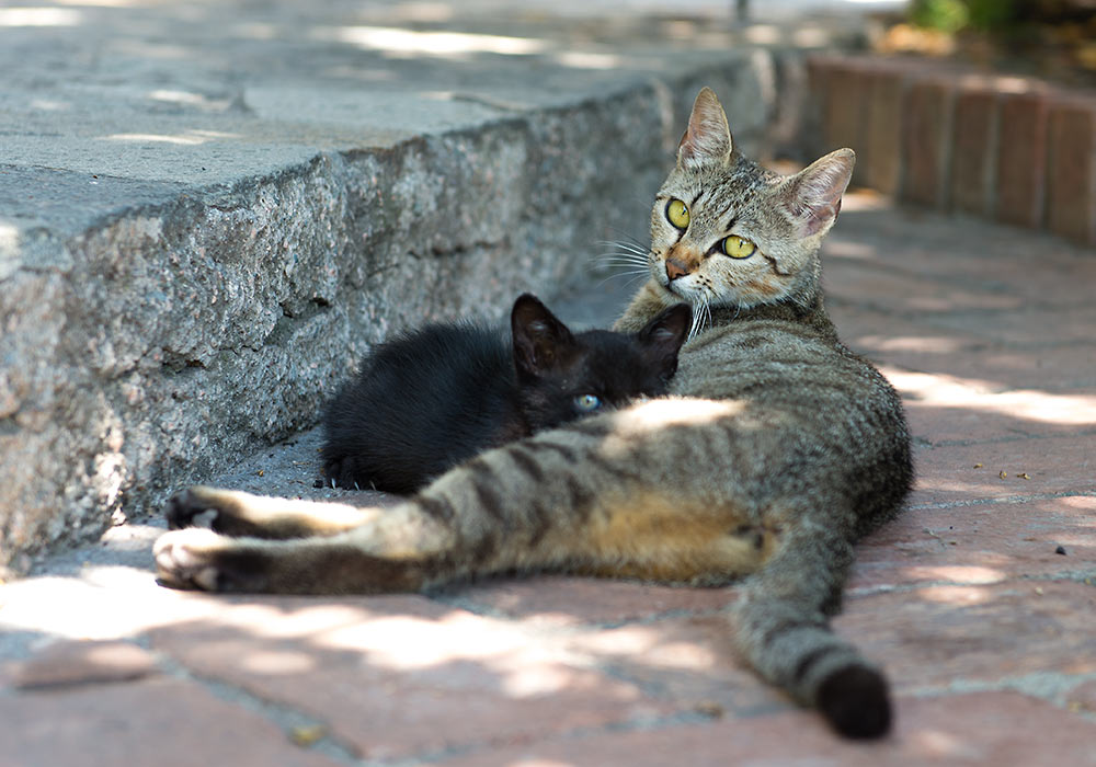 cat in Naxos, Sicily