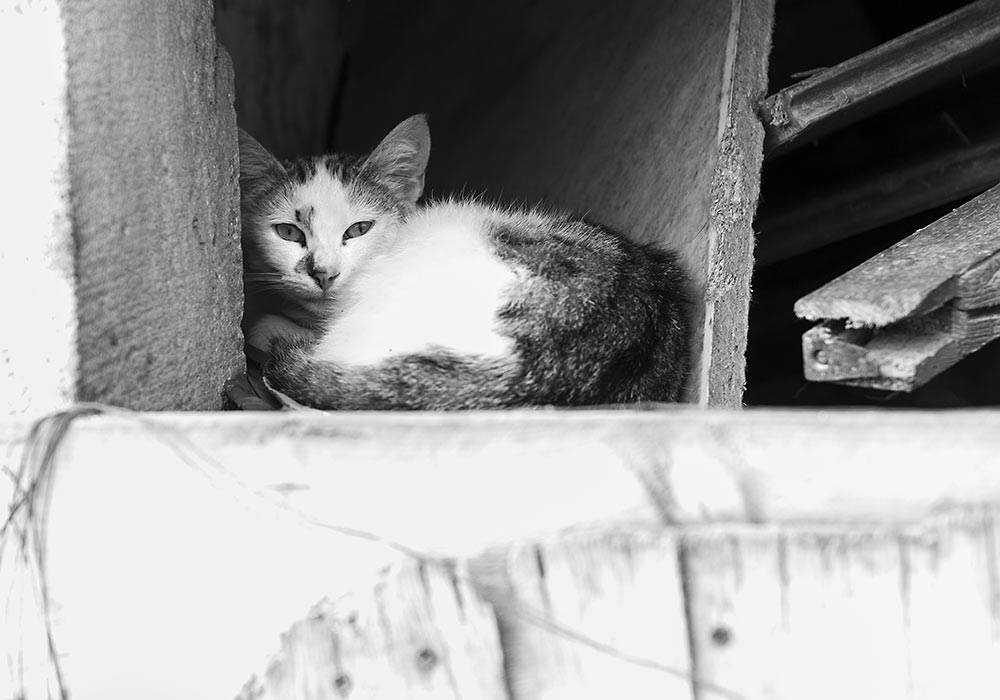 Cat, Palermo