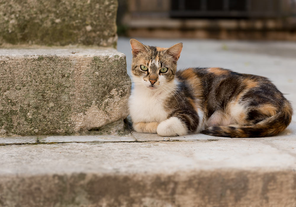 Cat, Ragusa Ibla, Sicily