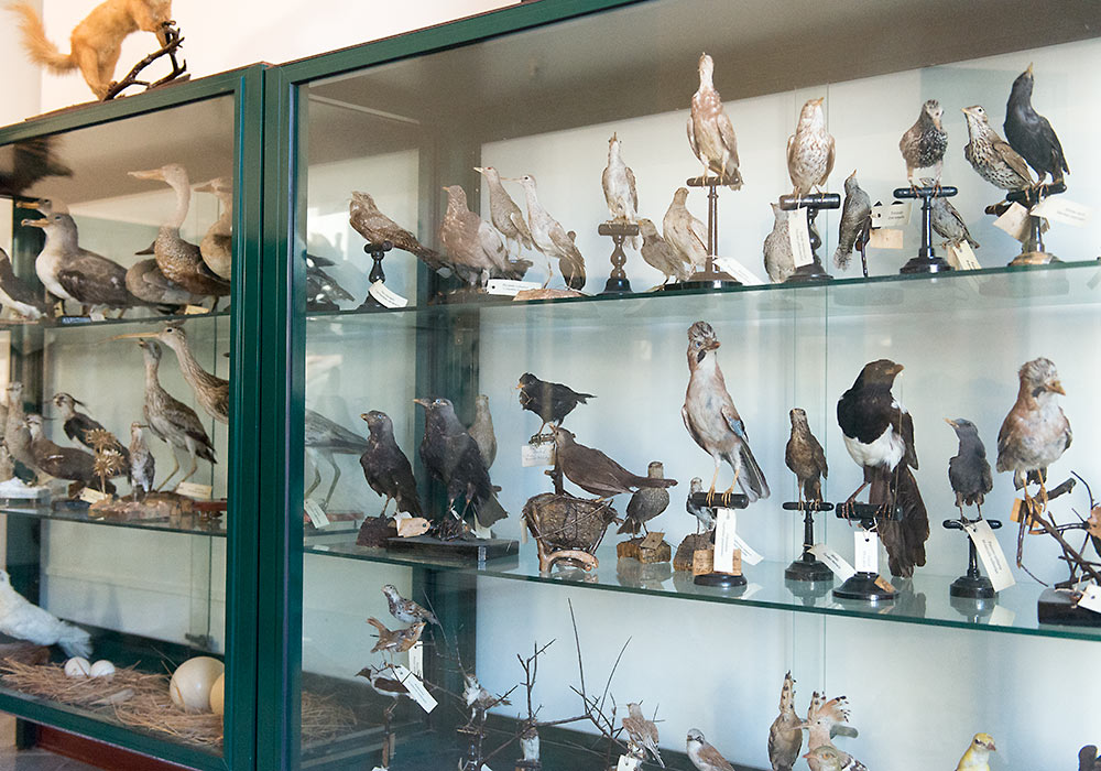 stuffed birds in Museo Mandralisca