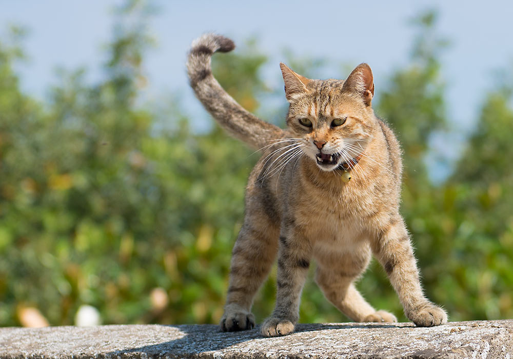 cat in Napoli