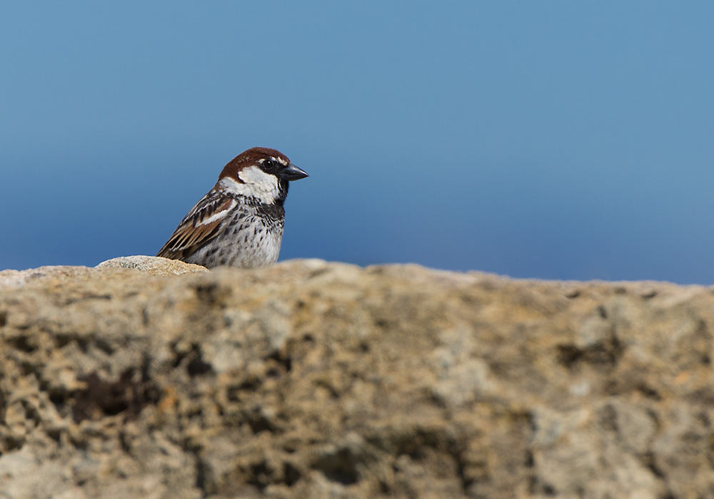 Italian sparrow at Selinunte Archeological Park