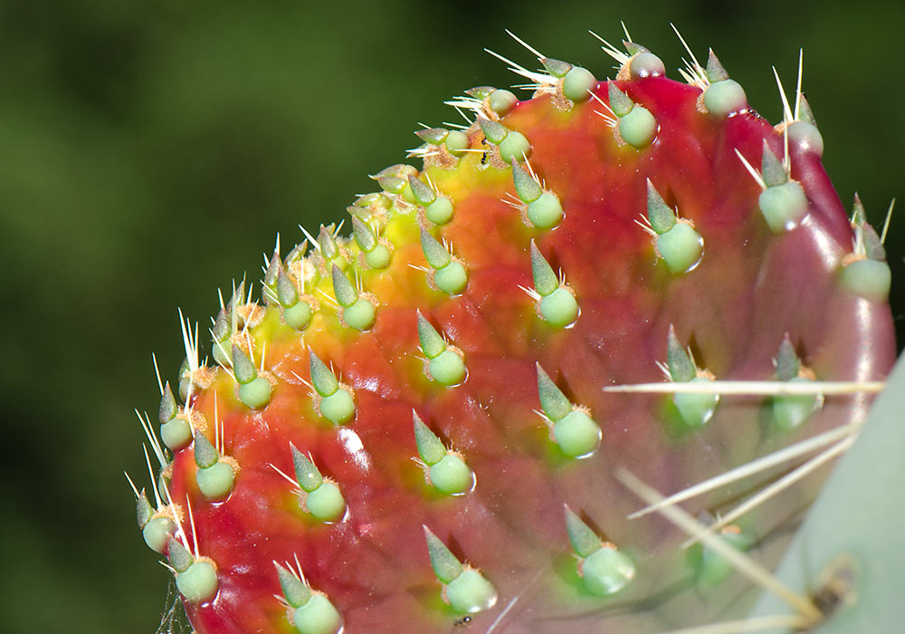Cactus, Isola Bella, Sicily