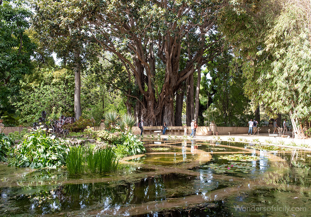 Pond in Orto botanico, Palermo