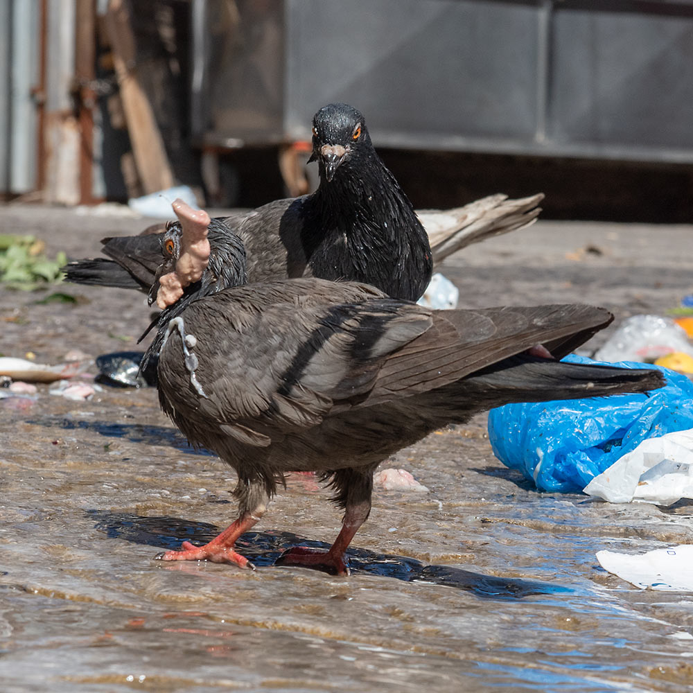 Pigeons, Palermo