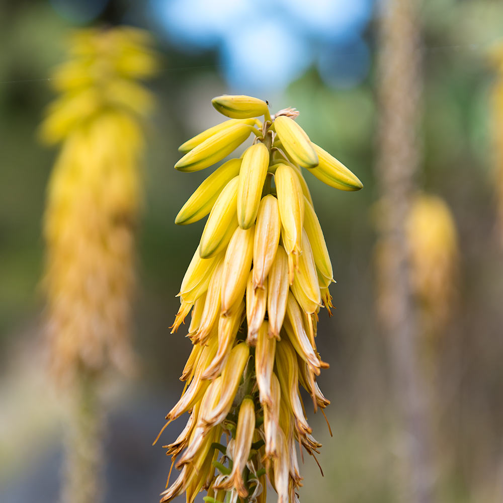 plant life in sicily