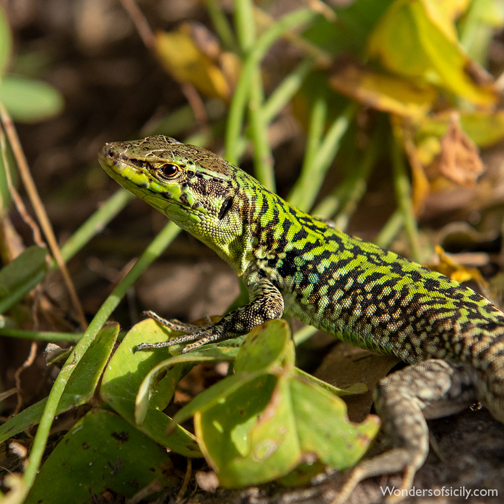 A lizard in Orto botanico, Palermo. 