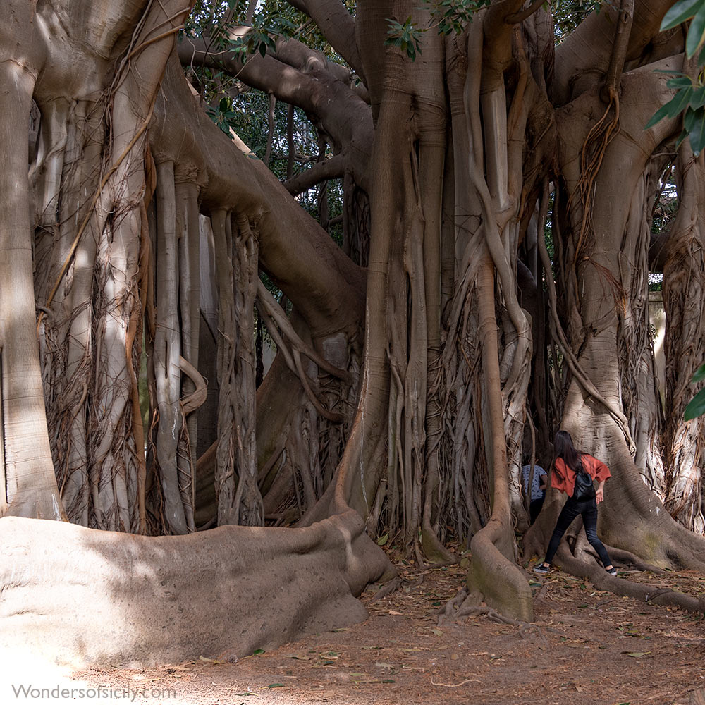 Gigantic ficus tree in Orto botanico, Palermo