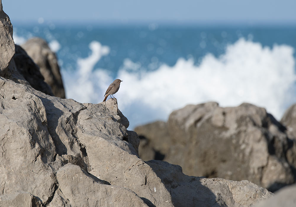 Black redstart (Phoenicurus ochruros), Cefalù