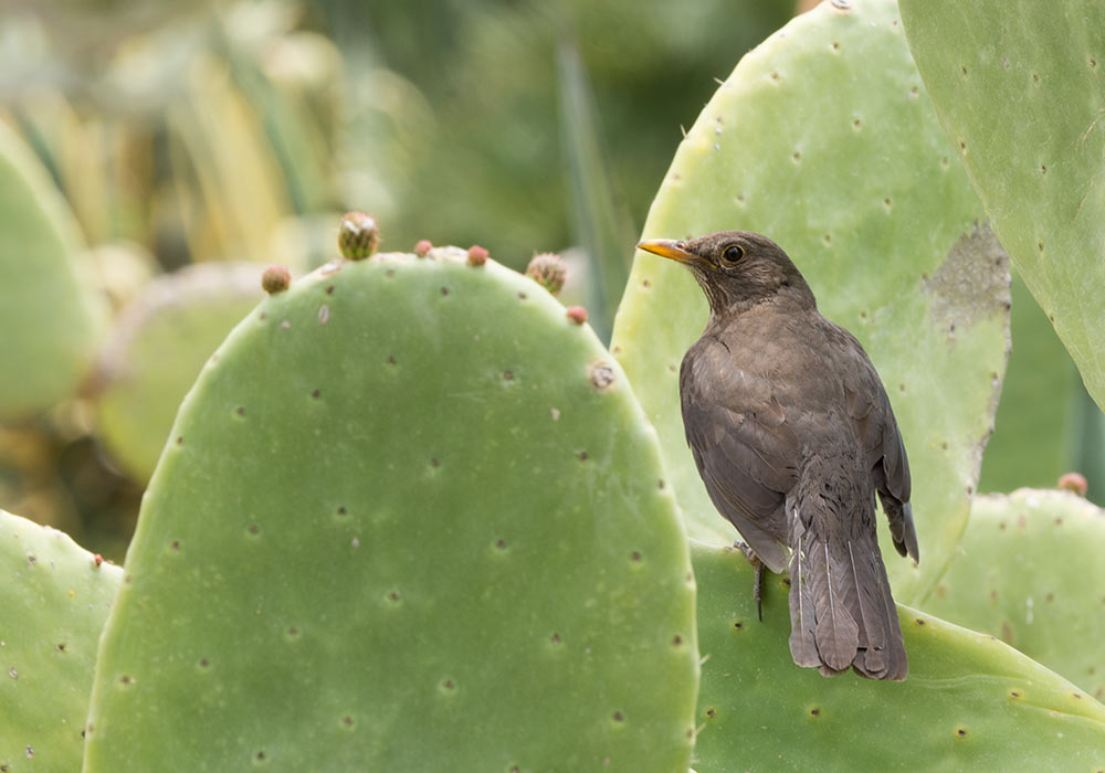 Agrigento: Female blackbird (merlo)