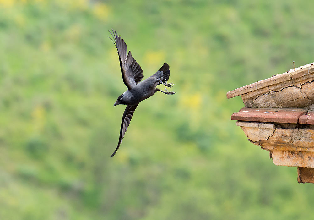 Jackdaw in Caccamo, Sicily