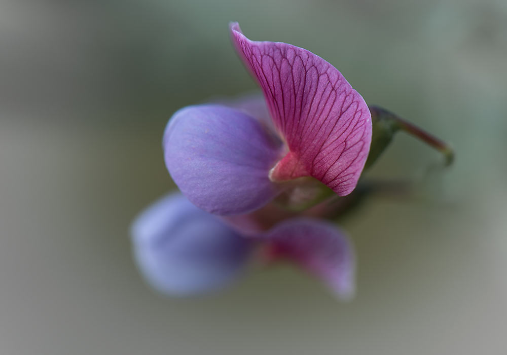 flower in Cefalù (la rocca)