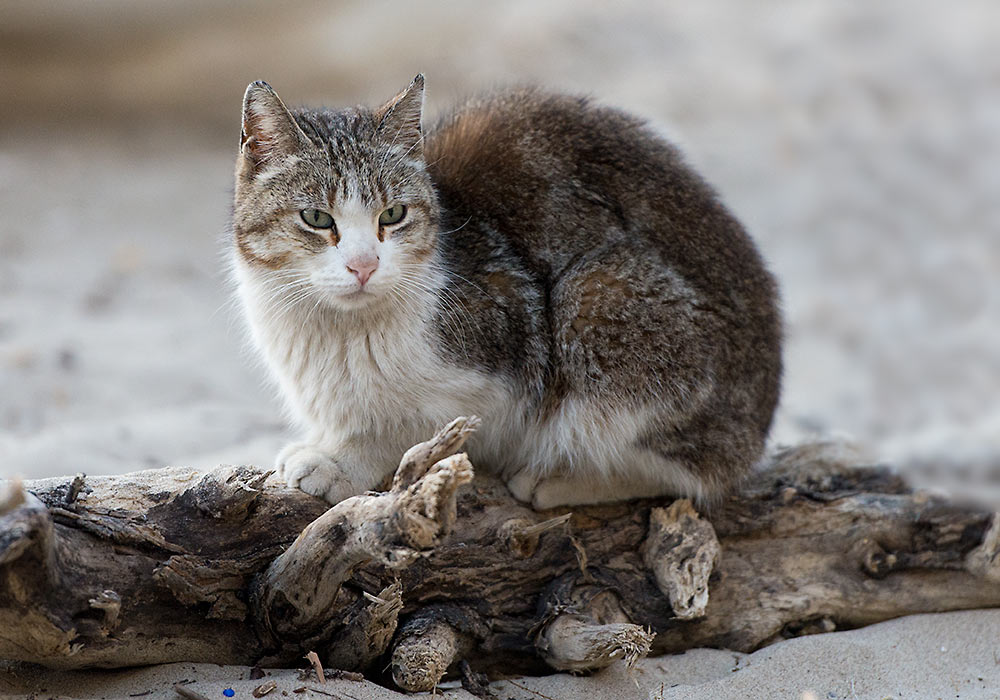 cat in Cefalù