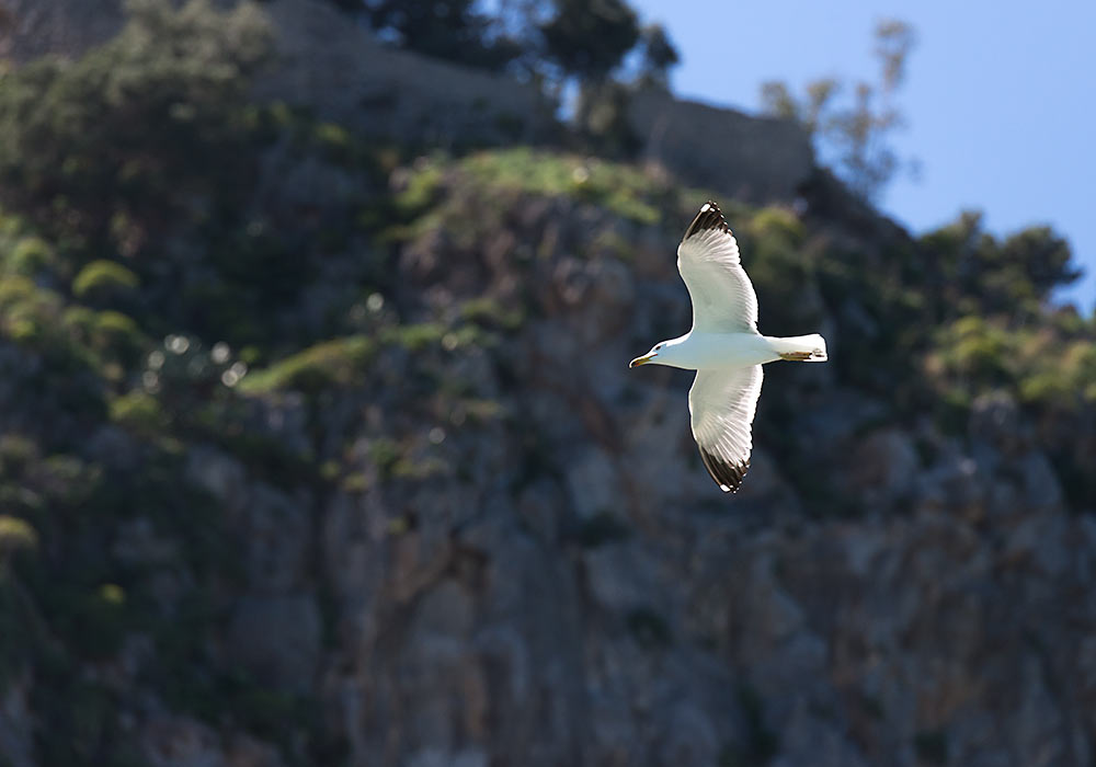 birds in Sicily