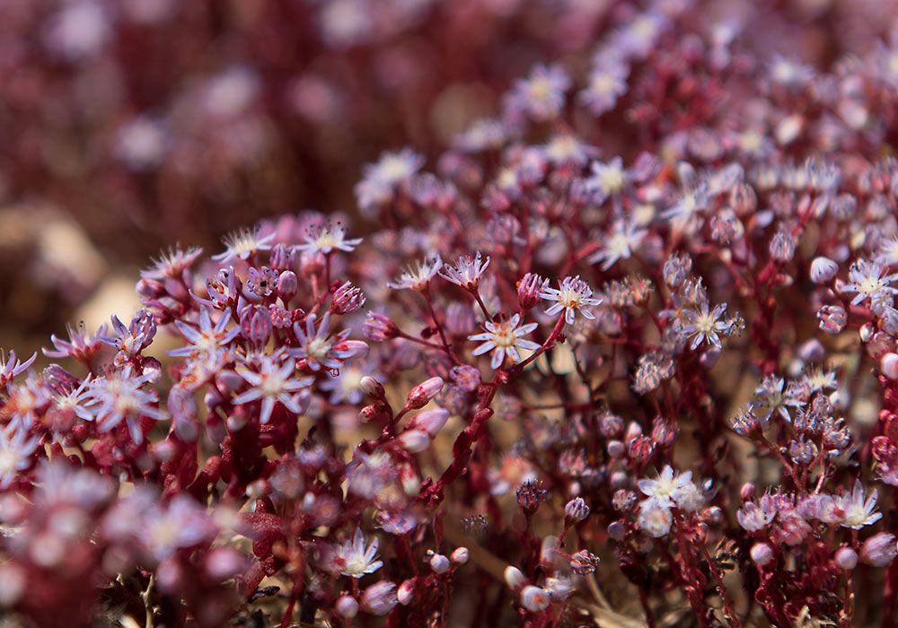 flowers at Castello di Venere, Erice