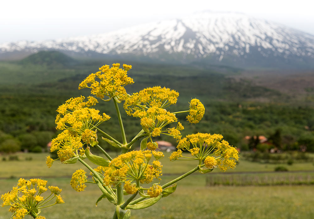 Mount Etna