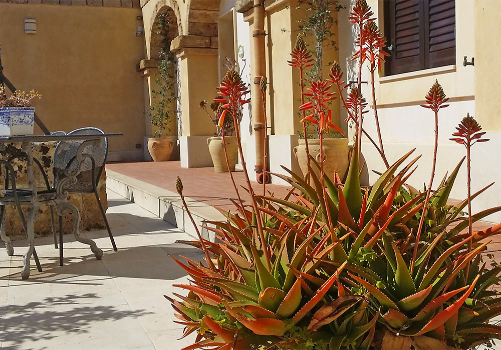 Aloe plant, Hotel La Corte del Sole, Noto.