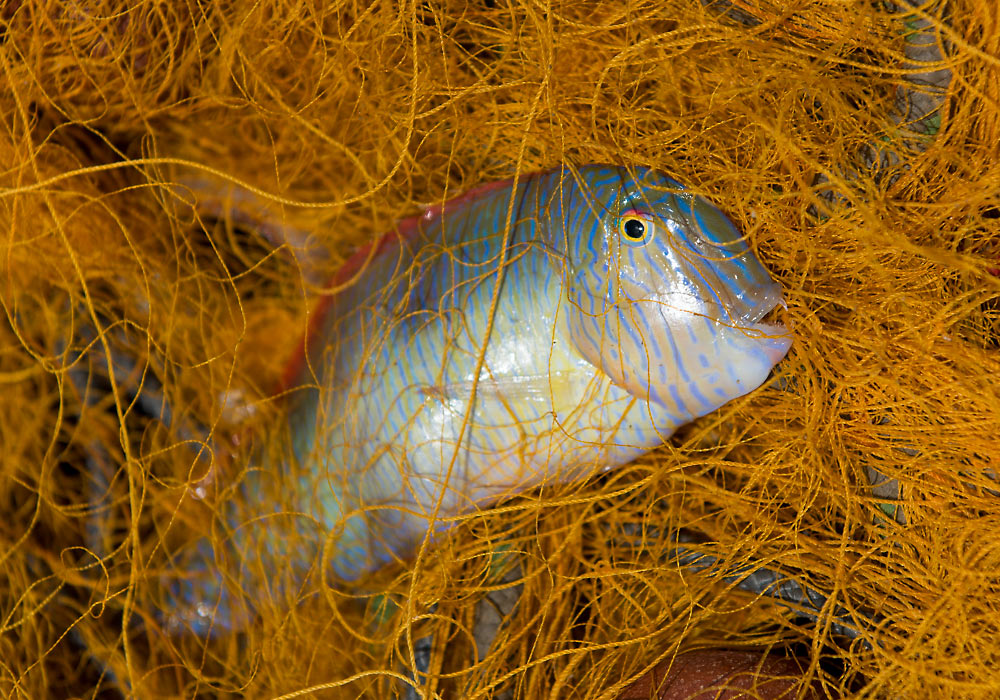 Fishing in Sicily