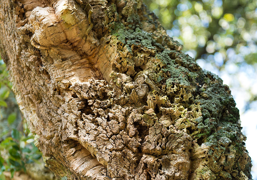 Gibilmanna: Tree bark, cracking trunk
