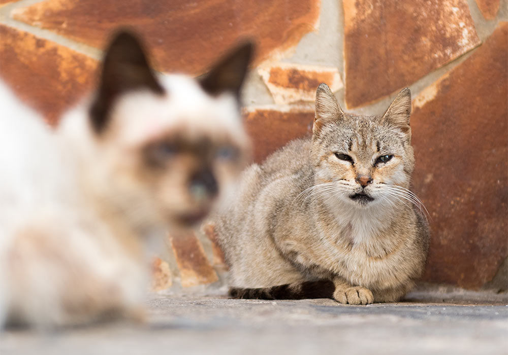 cats in Cefalù