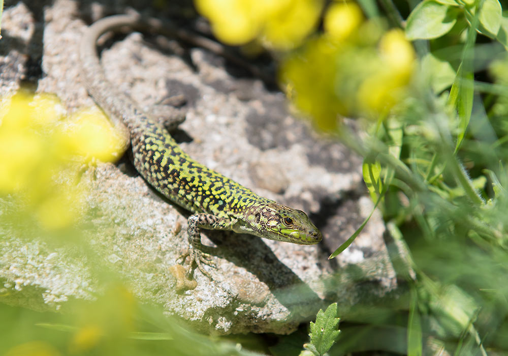 lizard, Sicily