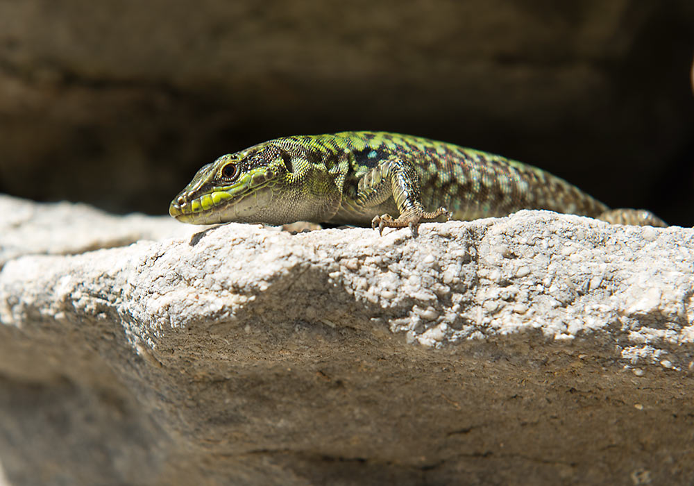 Lizard at Segesta, Sicily