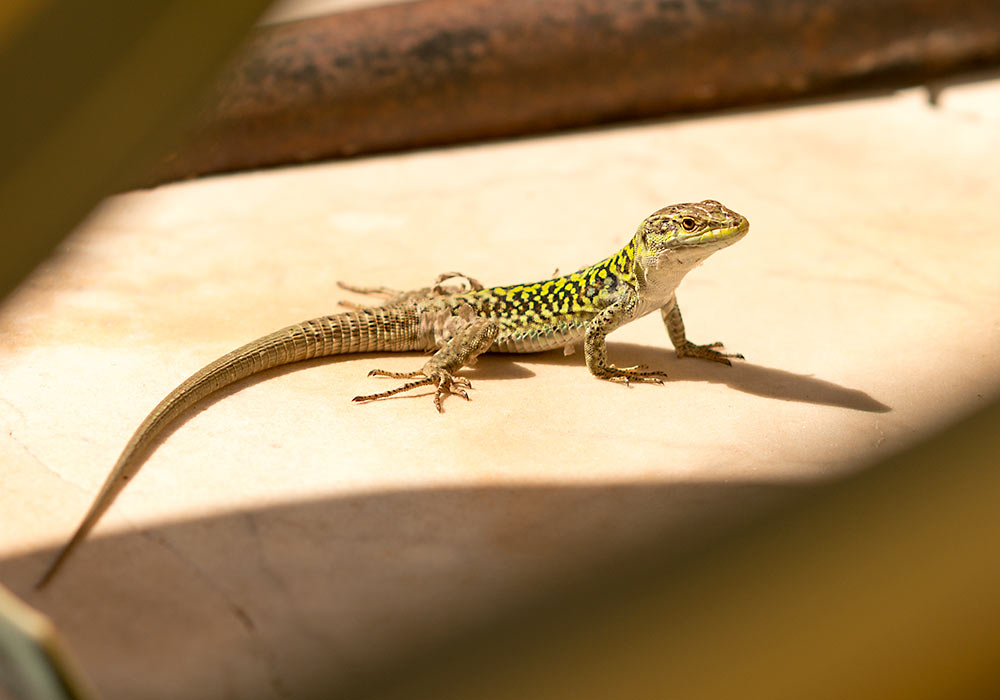 lizard, Sicily