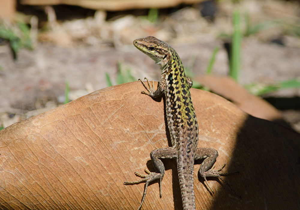 lizard, Sicily