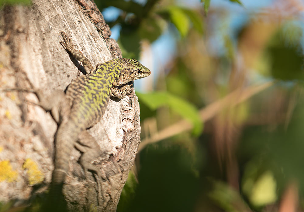 lizard, Sicily