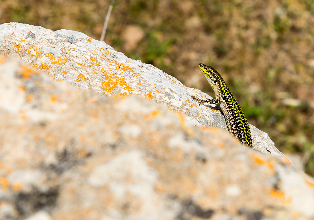 lizard in Solunto