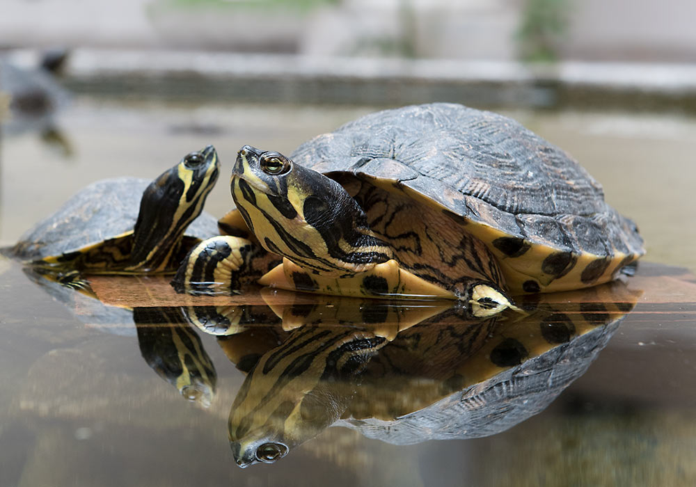 Turtles, archeological museum in Palermo