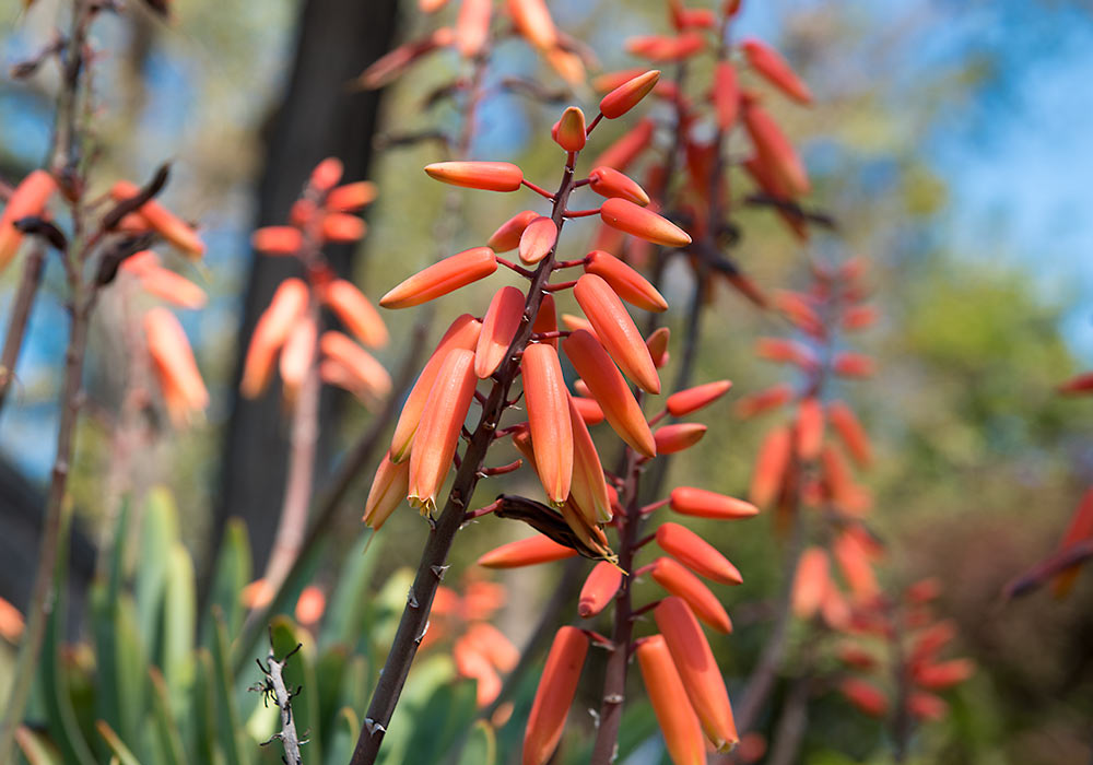 Orto botanico - The Botanical Garden in Palermo