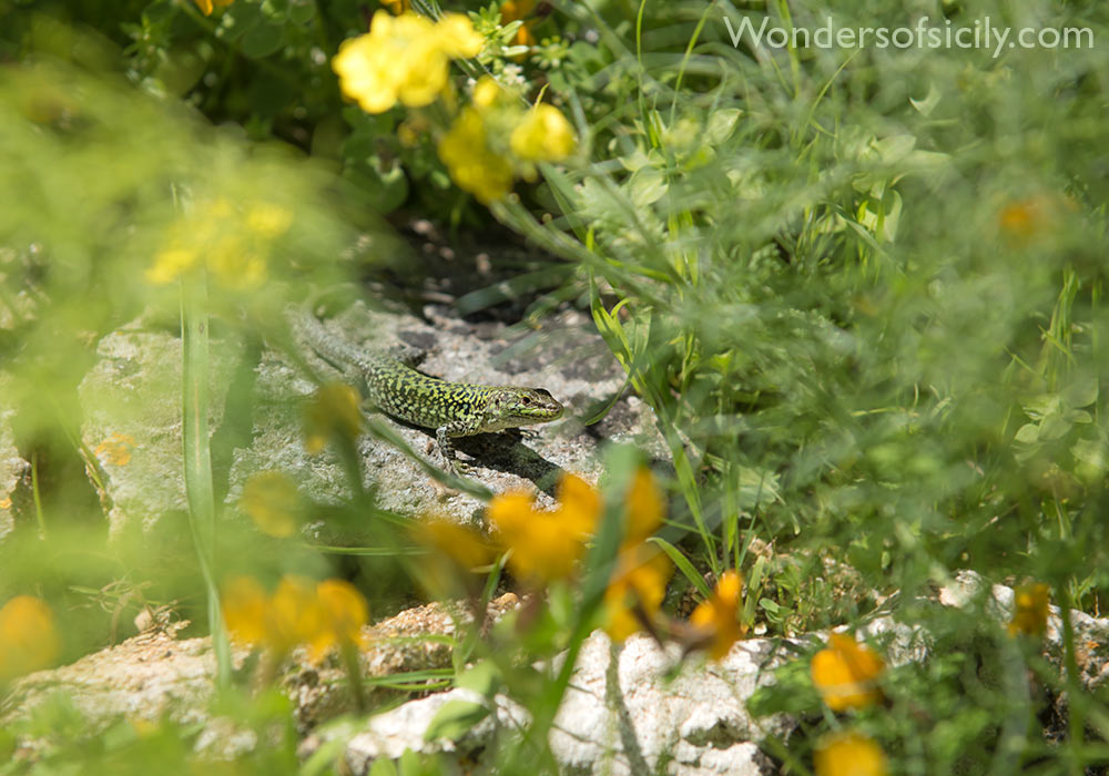 Lagarto, Segesta