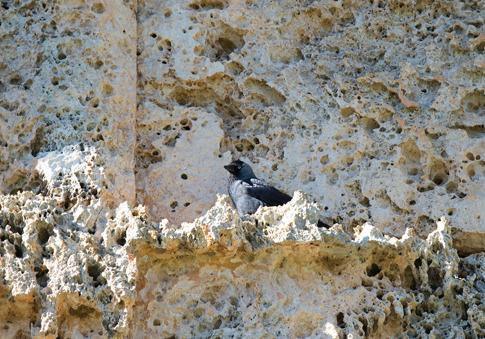 Jackdaw, Segesta ancient temple (Sicily)