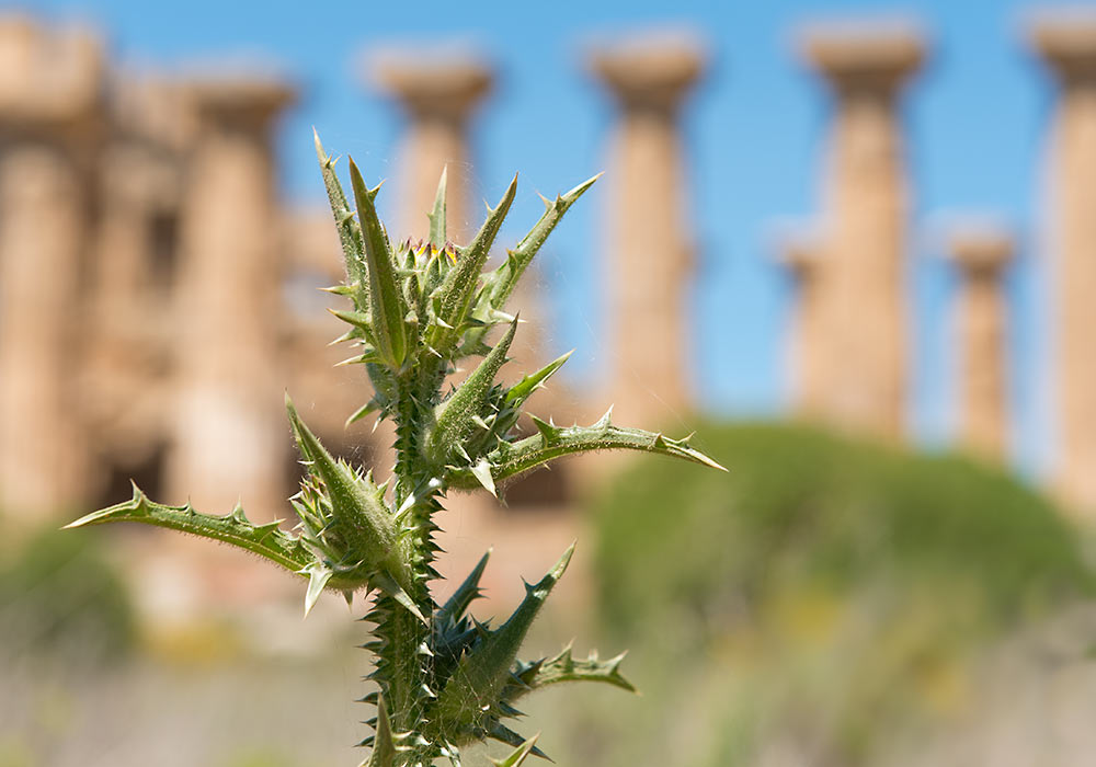 Sicily