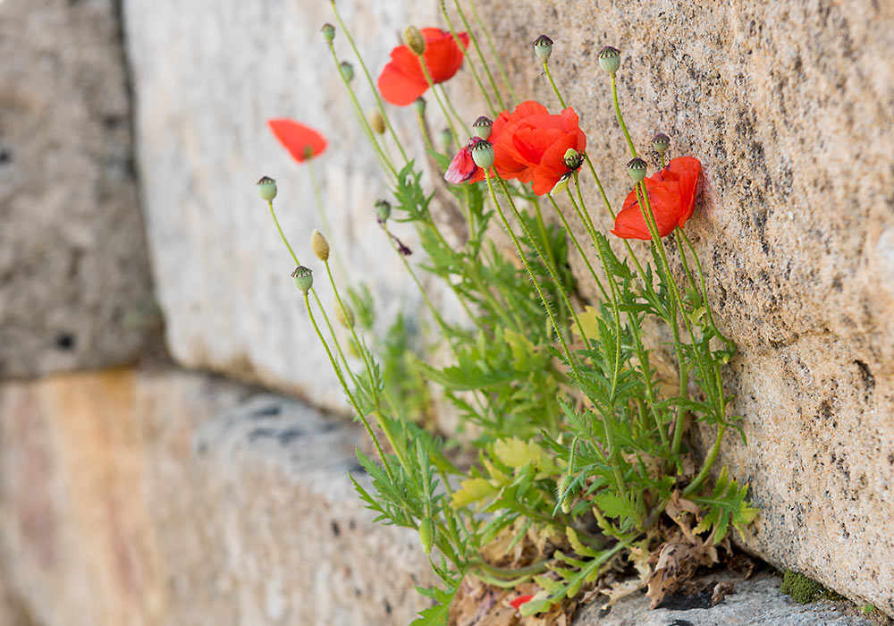 poppies, Selinunte