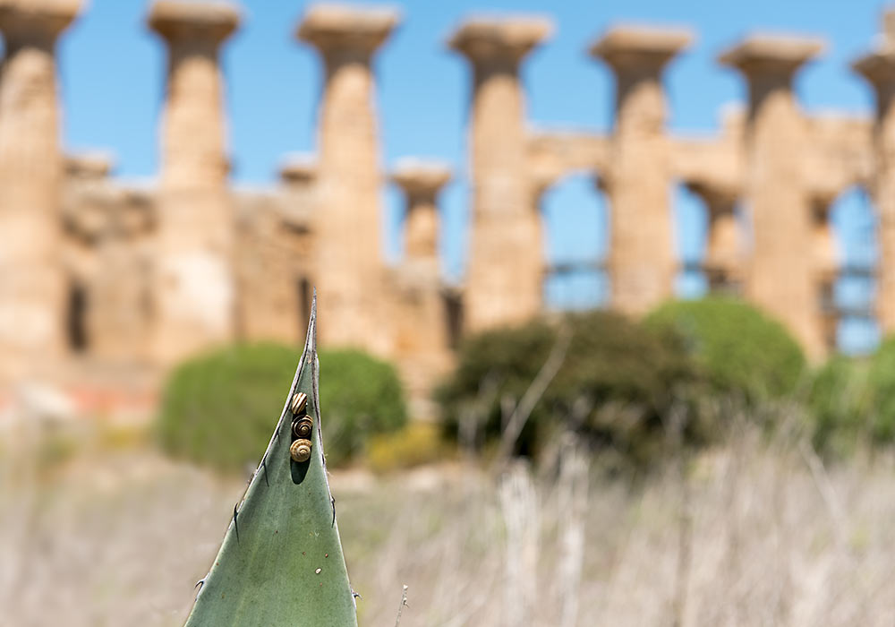 Snails, Selinunte