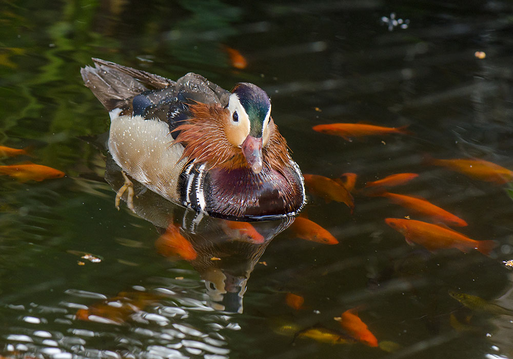 mandrin duck, Taormina