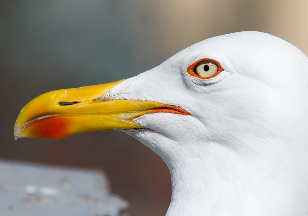 Gull B&B Granveliero Trapani