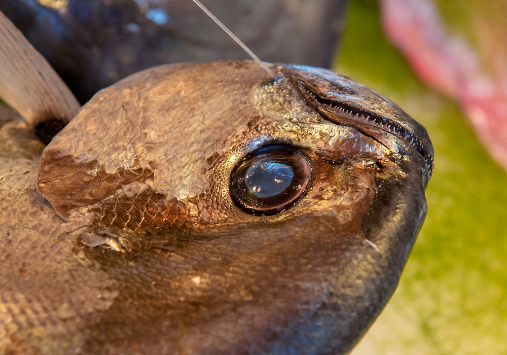 fish market in Palermo