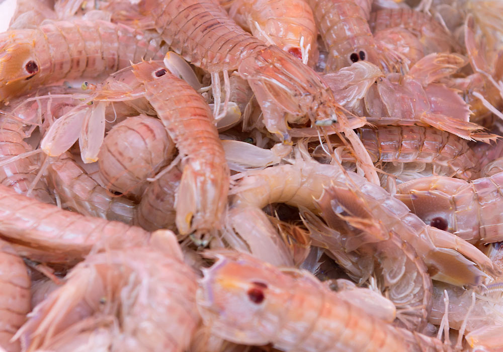 Mantis shrimps (cicale di mare)