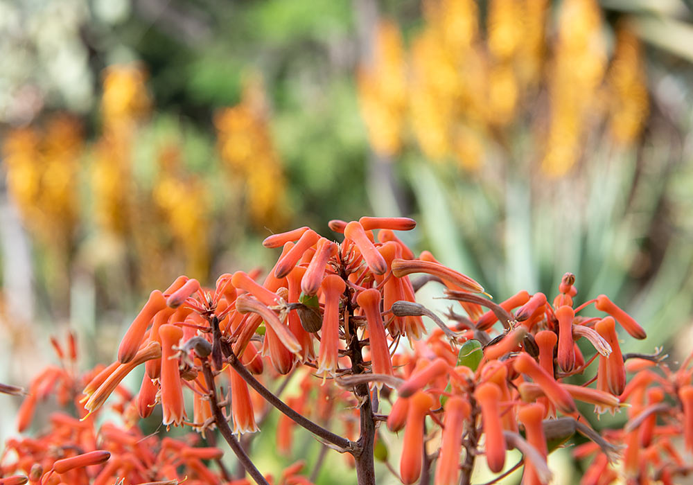 Aloe plant, Orto botanico, Palermo
