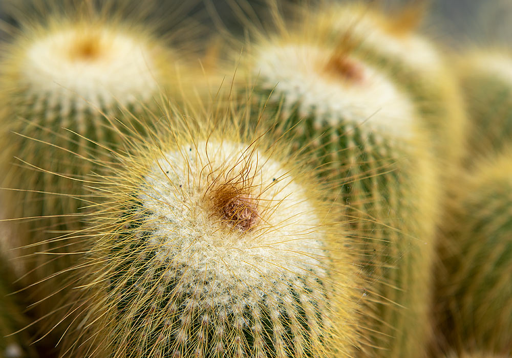 Cactus, Orto botanico in Palermo