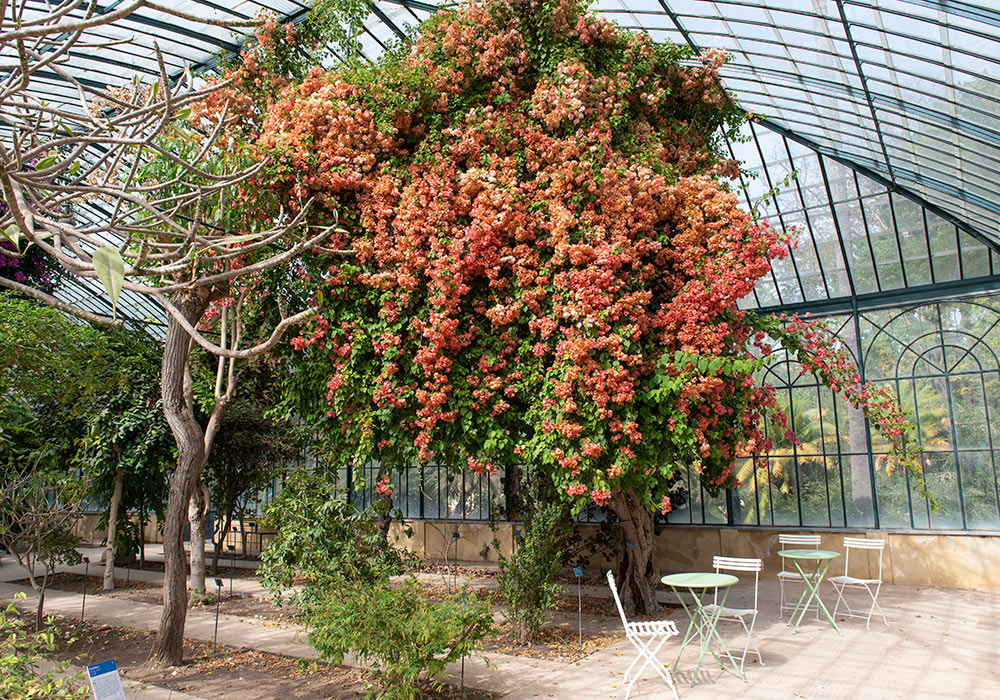 Greenhouse, Palermo Botanical Garden