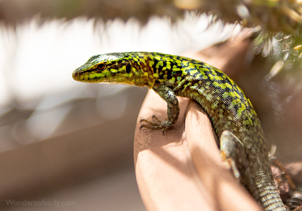 Lizard in Orto botanico, Palermo. Photo: Per-Erik Skramstad